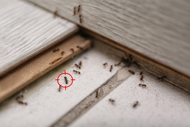  Shoreview, MN Pest Control Pros