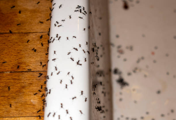 Best Affordable Pest Control Services  in Shoreview, MN